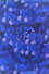 Indigo Iris